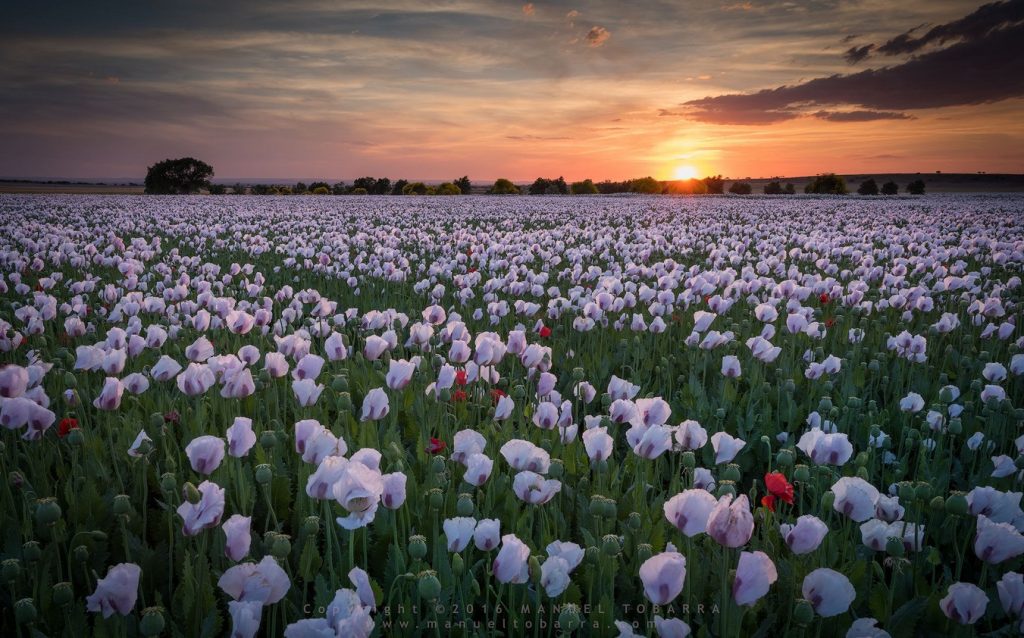 poppies-and-sunset-manuel-tobarra