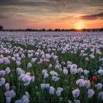 poppies-and-sunset-manuel-tobarra