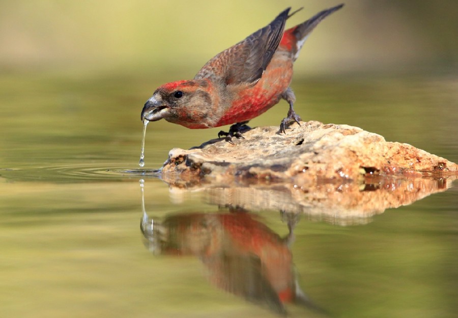 Juan Zamora - fotografía de fauna