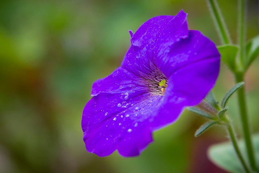 Ejemplo fotografía macro