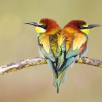 Fotografía de naturaleza de José Benito Ruiz