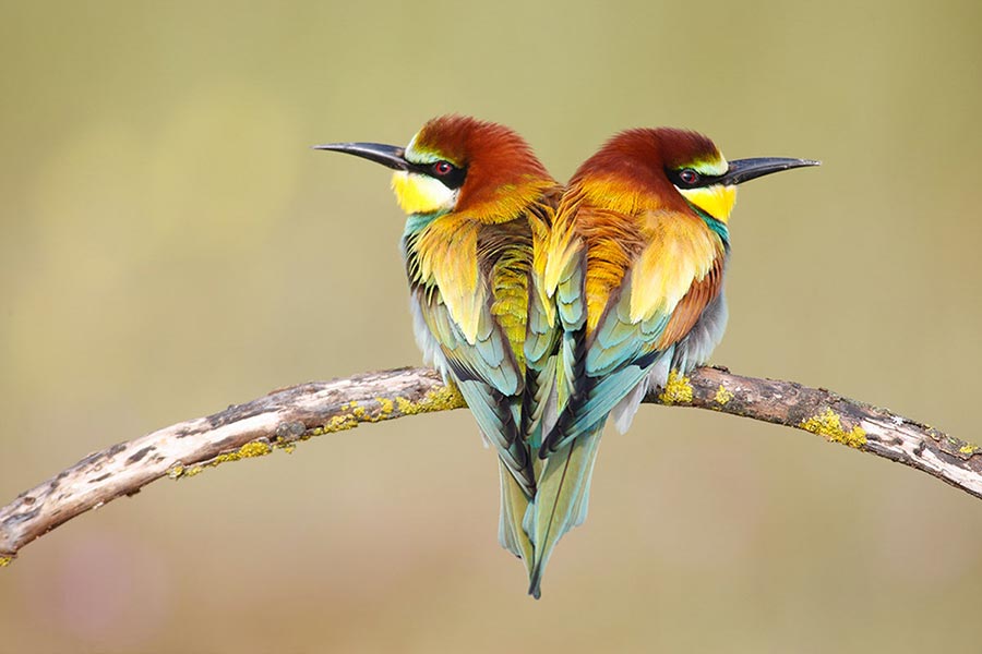 Fotografía de naturaleza de José Benito Ruiz