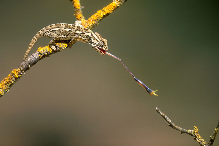 Fotografía fauna José Benito Ruíz