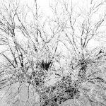 Fotografía invierno, ganadora reto #1, Jaime Pascual Trigueros