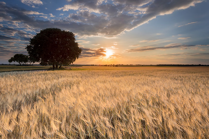 fotografía de paisaje, atardecer y siembra