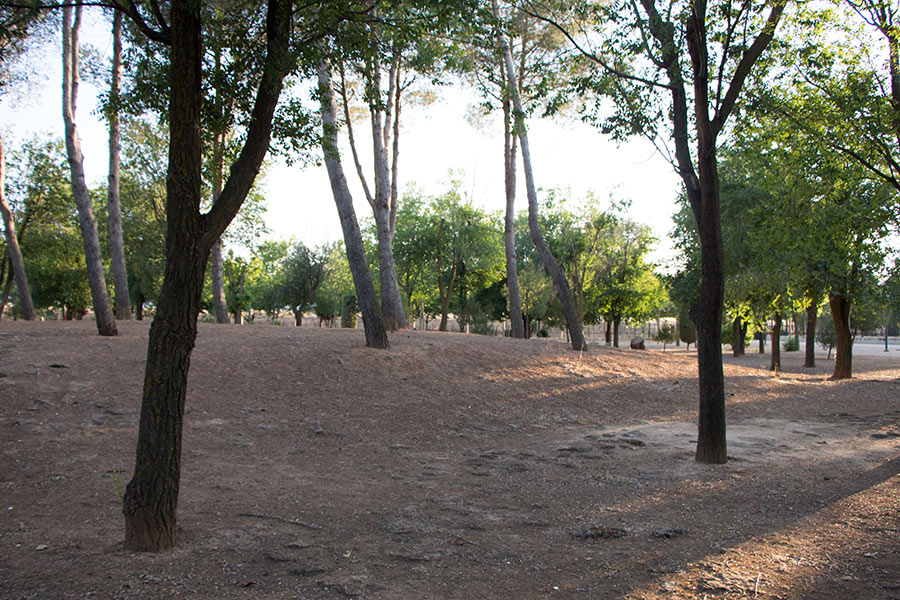 Fotografía al atardecer en un parque