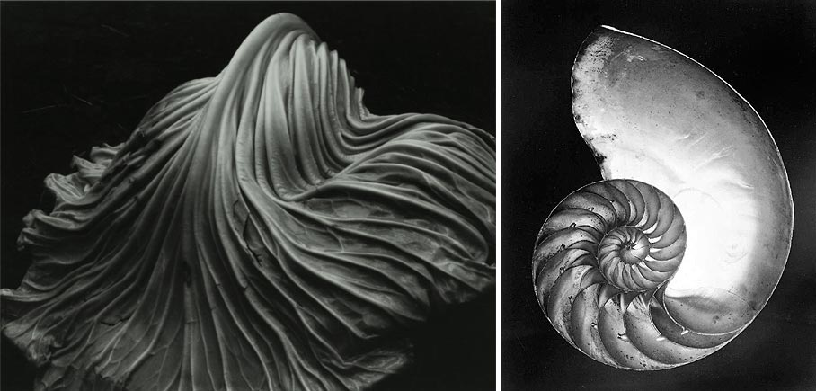 Edward Weston, fotografías elementos naturales