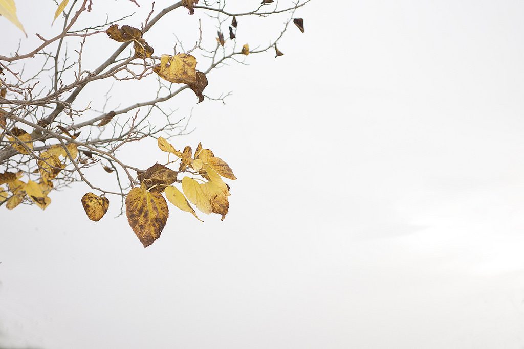 Luz de otoño