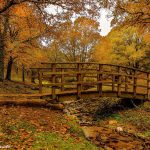 Reto 19, Otoño: Miguel Angel Gomez‎ - En el Castañar del Tiemblo, Avila