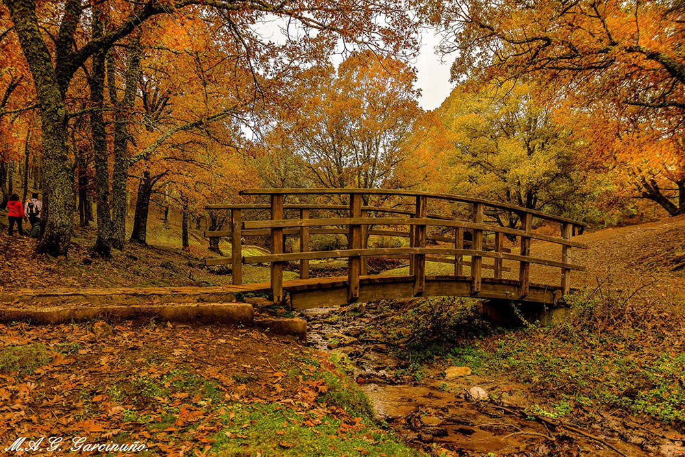 Reto 19, Otoño: Miguel Angel Gomez‎ - En el Castañar del Tiemblo, Avila