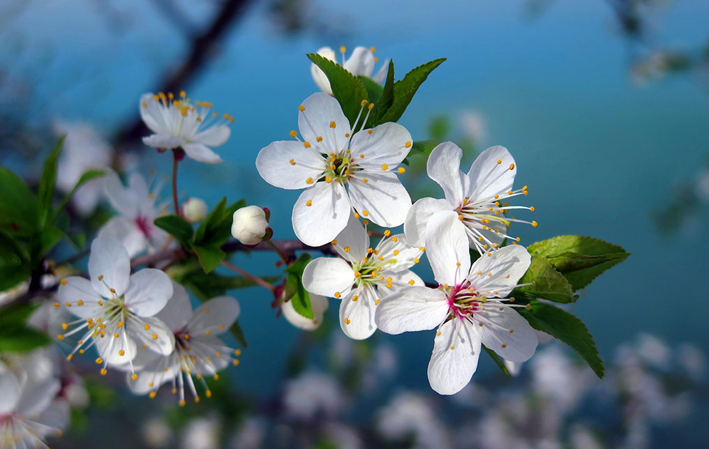 Flor del almendro, un símbolo de la cultura japonesa