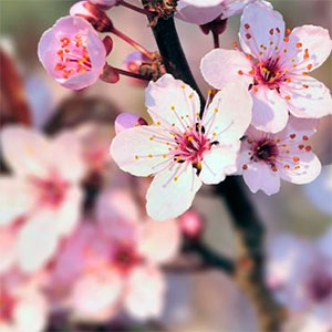 cerezos en flor