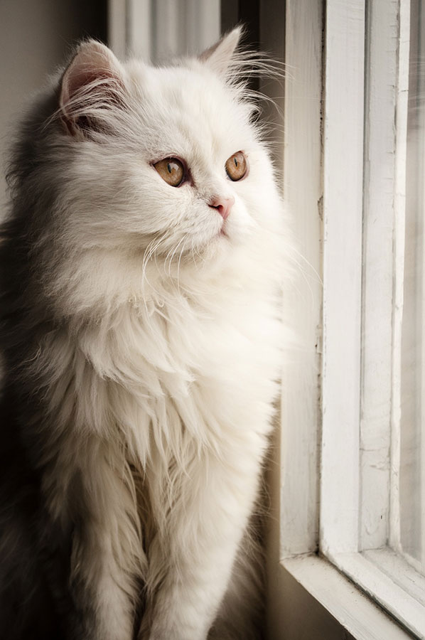 Retrato de un gato en la ventana, con luz natural