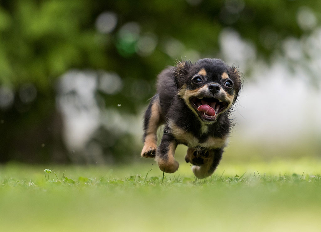 Foto perrito corriendo