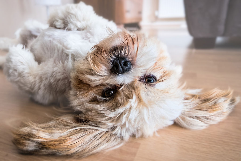 Foto mascota, perro