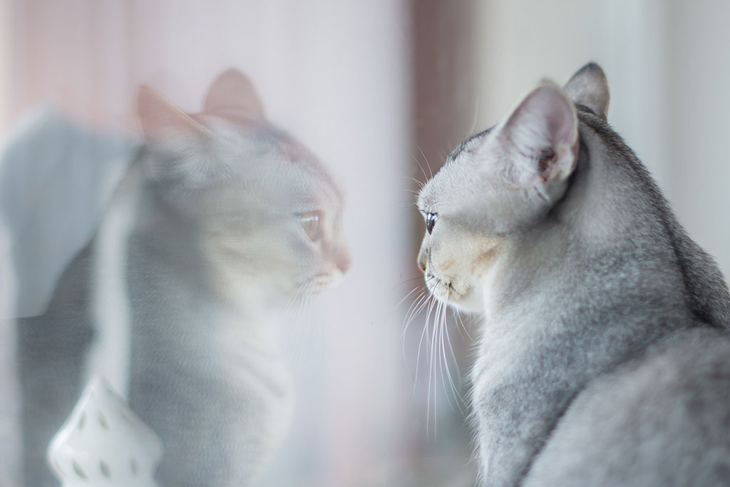 Reflejo cristal gato