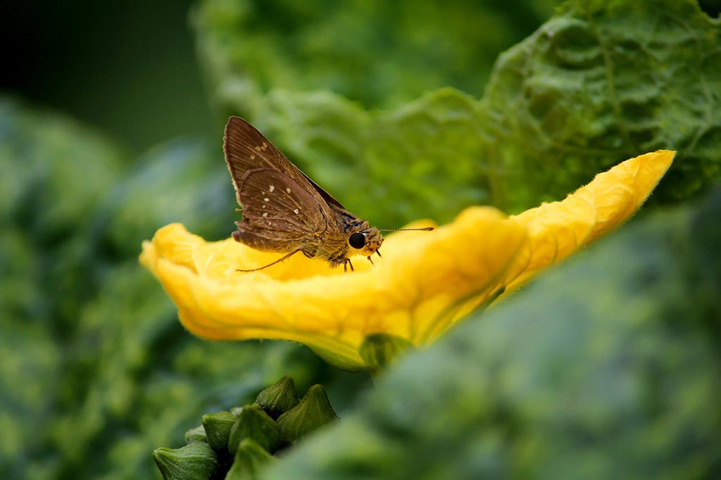 Fotografía macro