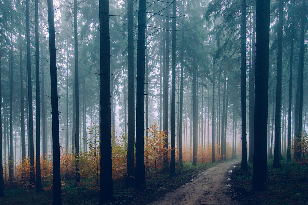 Líneas verticales de los árboles en el bosque