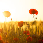 Amapolas en el atardecer