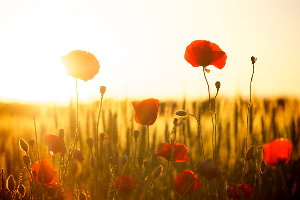 Amapolas en el atardecer