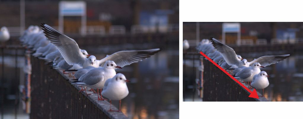 Fotografía palomas, en una valla, simula descender