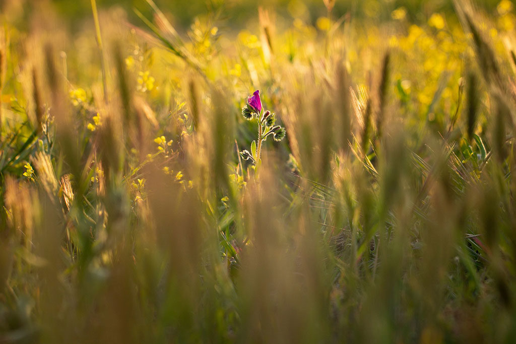 Reto 44: Flores, Santiago Cáceres