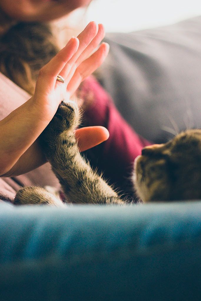 Foto detalle caricias con mascota de la familia