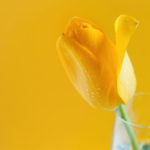 Tulipán amarillo